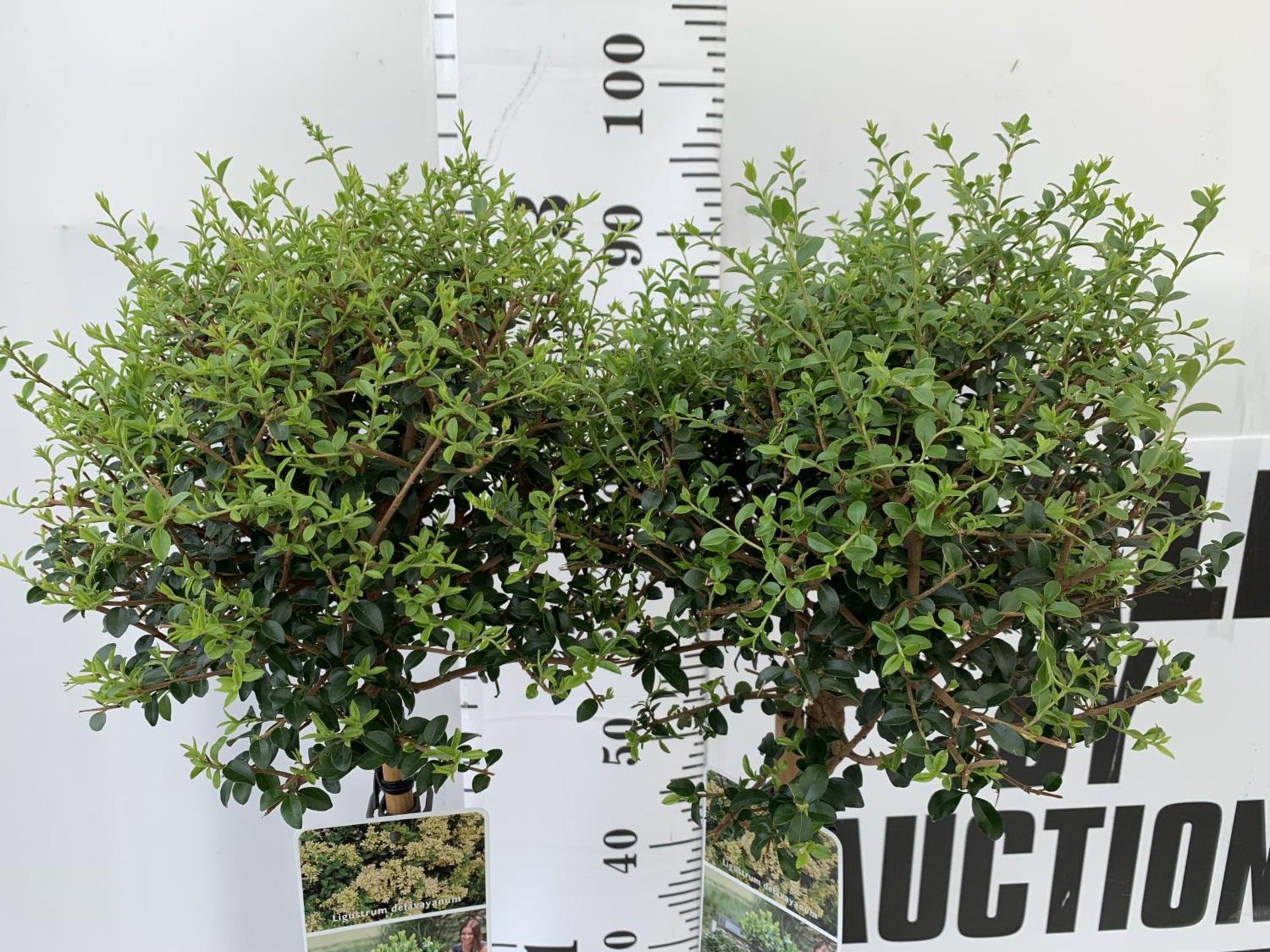 TWO LIGUSTRUM DELAVAYANUM STANDARD TREES APPROX 100CM IN HEIGHT IN 3LTR POTS PLUS VAT TO BE SOLD FOR - Bild 2 aus 4