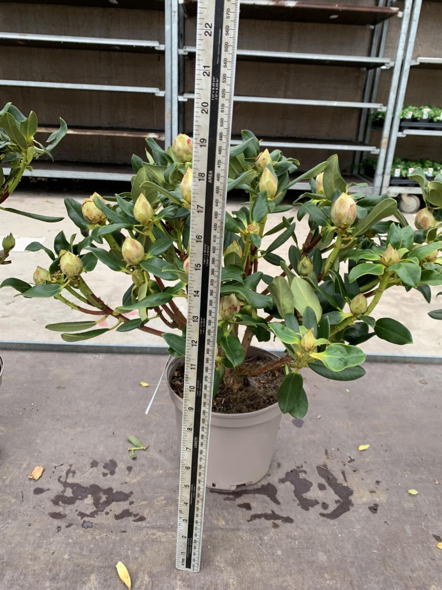 THREE RHODODENDRON NANCY EVANS IN 3 LTR POTS HEIGHT 50CM TO BE SOLD FOR THE THREE PLUS VAT - Image 6 of 6