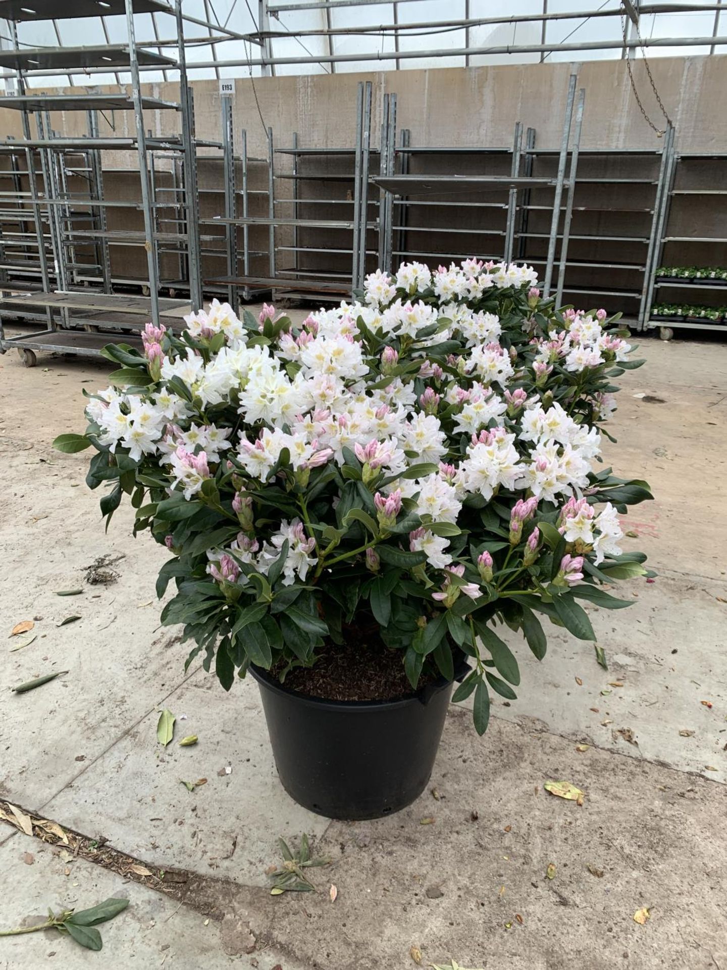 TWO LARGE RHODODENDRON CUNNINGHAMS WHITE HEIGHT 120CM WIDTH 100CM + TO BE SOLD FOR THE TWO PLUS VAT - Image 2 of 10