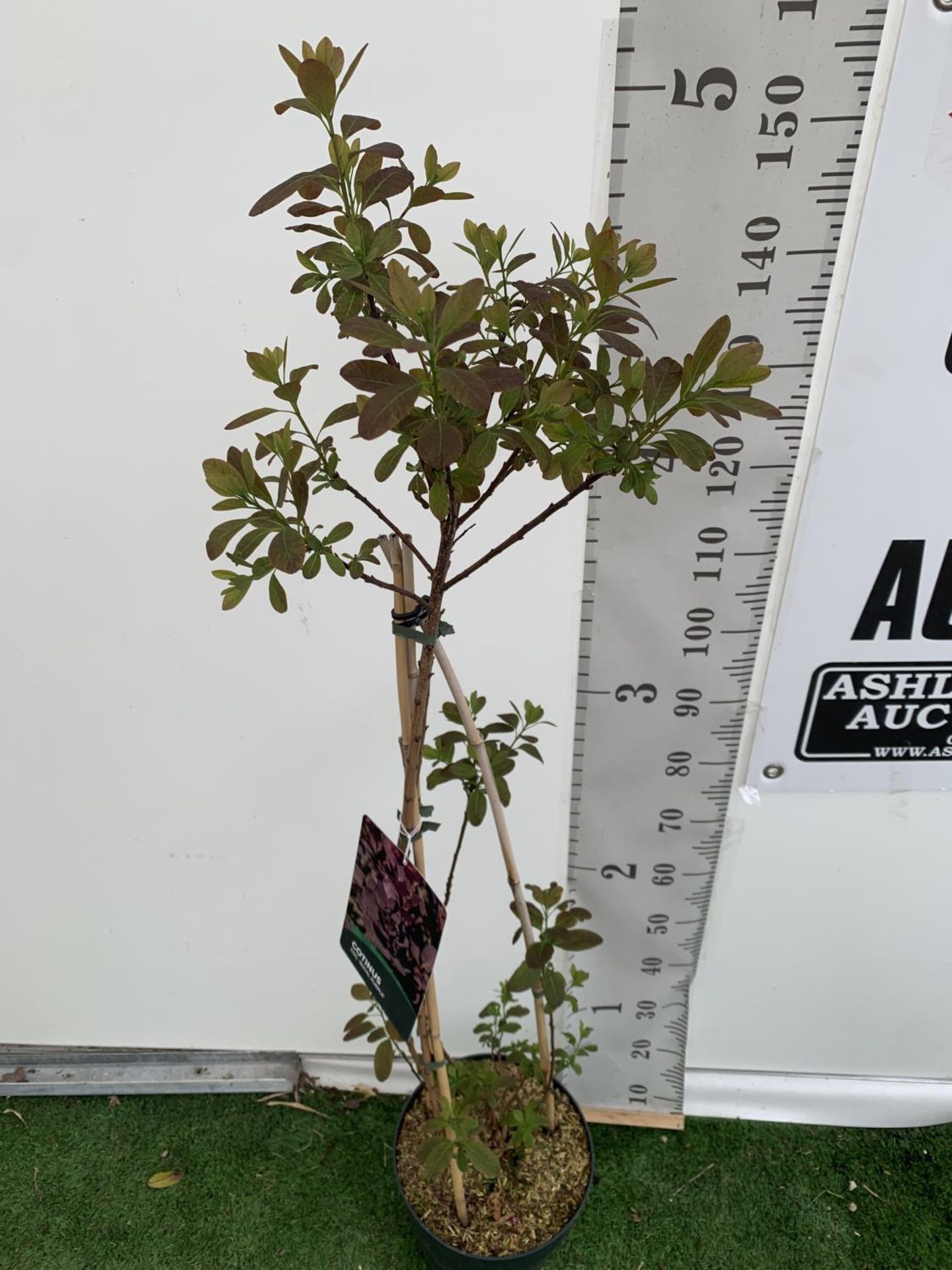 A COTINUS 'ROYAL PURPLE' SMOKE BUSH TREE OVER 160CM IN HEIGHT IN FLOWER IN A 10 LTR POT PLUS VAT - Image 2 of 7