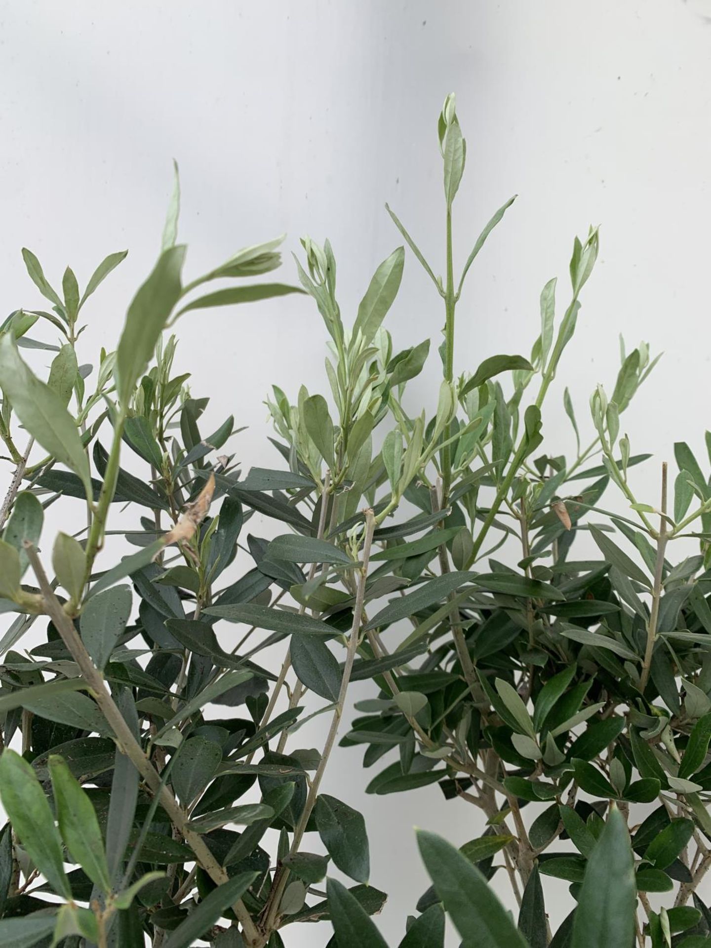 TWO OLIVE EUROPEA STANDARD TREES APPROX 120CM IN HEIGHT IN 3LTR POTS NO VAT TO BE SOLD FOR THE TWO - Image 4 of 6