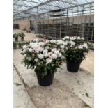 TWO LARGE RHODODENDRON CUNNINGHAMS WHITE HEIGHT 120CM WIDTH 100CM + TO BE SOLD FOR THE TWO PLUS VAT