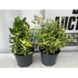 TWO EUONYMUS JAPONICA GOLD AND GOLDEN HARLEQUIN IN TWO LTR POTS HEIGHT 40CM PLUS VAT TO BE SOLD