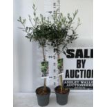 TWO OLIVE EUROPEA STANDARD TREES APPROX 120CM IN HEIGHT IN 3LTR POTS NO VAT TO BE SOLD FOR THE TWO