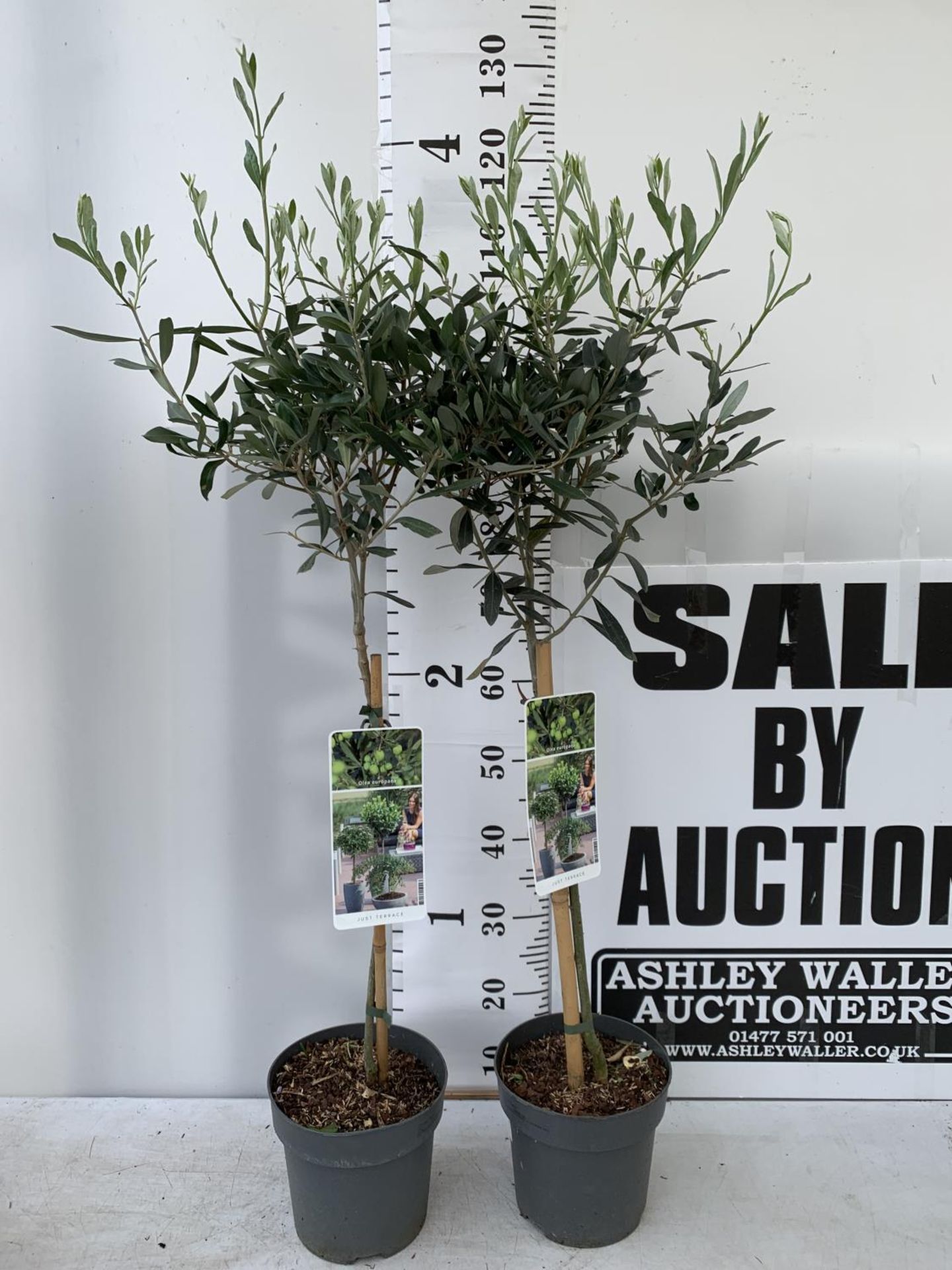 TWO OLIVE EUROPEA STANDARD TREES APPROX 120CM IN HEIGHT IN 3LTR POTS NO VAT TO BE SOLD FOR THE TWO