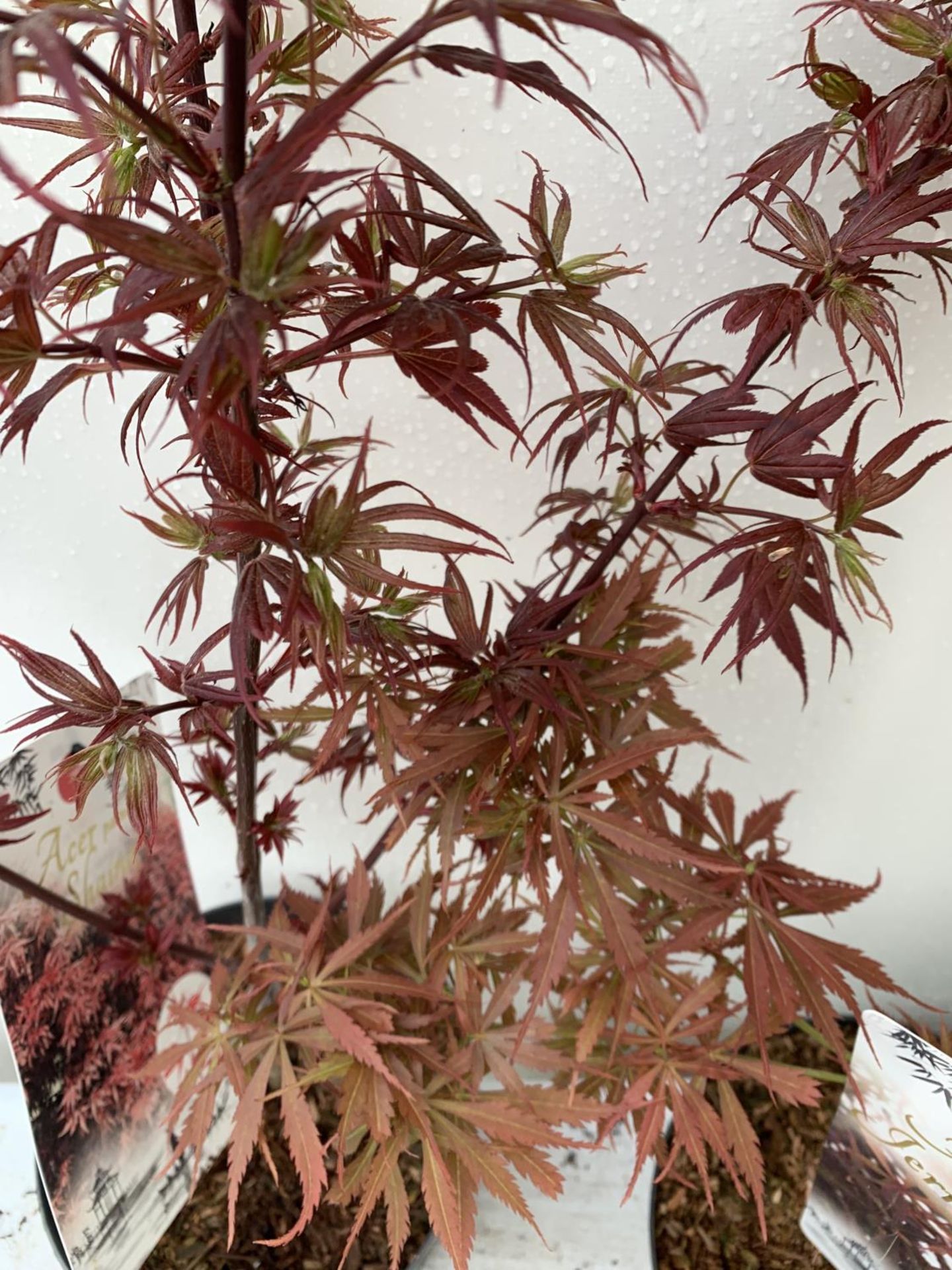 TWO ACER PALMATUMS 'SHAINA' AND 'JERRE SCHWARTZ' APPROX 80CM IN HEIGHT IN 3 LTR POTS PLUS VAT TO - Image 9 of 11