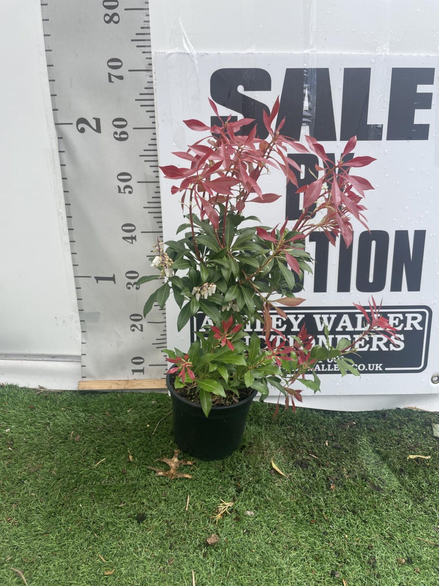 FIVE PIERIS MOUNTAIN FIRE 60CM TALL TO BE SOLD FOR FIVE PLUS VAT - Image 4 of 4