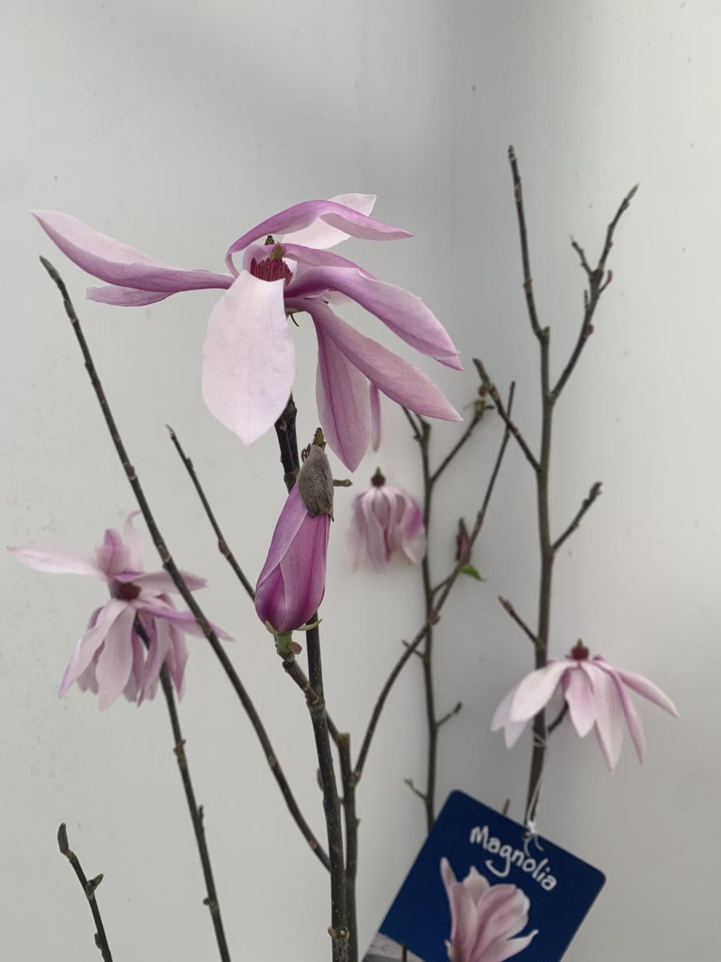 ONE MAGNOLIA 'BETTY' PINK IN A 7 LTR POT APPROX 120CM IN HEIGHT PLUS VAT - Image 4 of 6