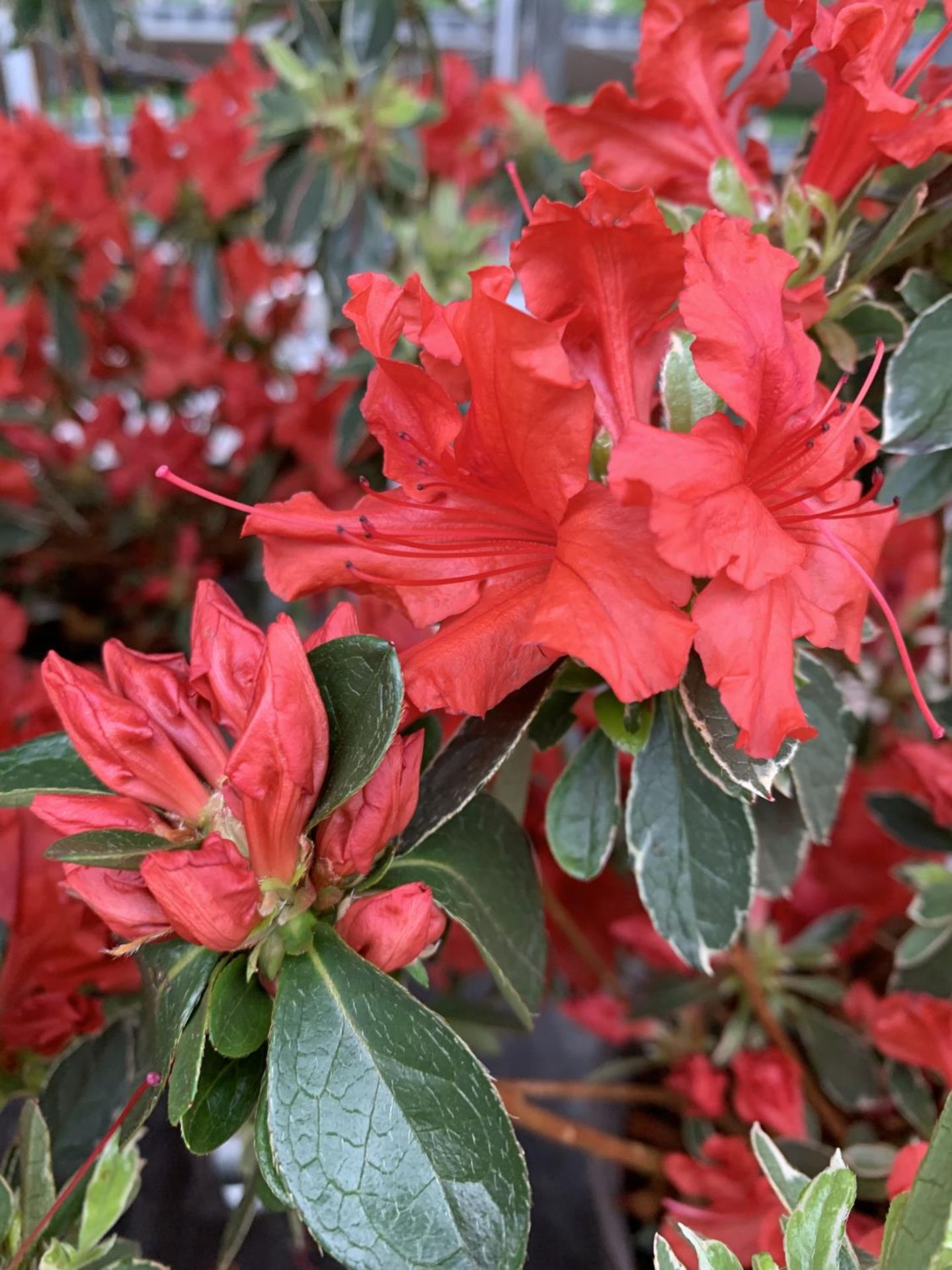 THREE AZALEA JAPONICA HOT SHOT VARIEGATA TO BE SOLD FOR THE THREE PLUS VAT - Image 4 of 5