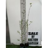 TWO BETULA UTILIS HIMALAYAN BIRCH TREES OVER 160CM IN HEIGHT PLUS VAT IN 3 LTR POTS