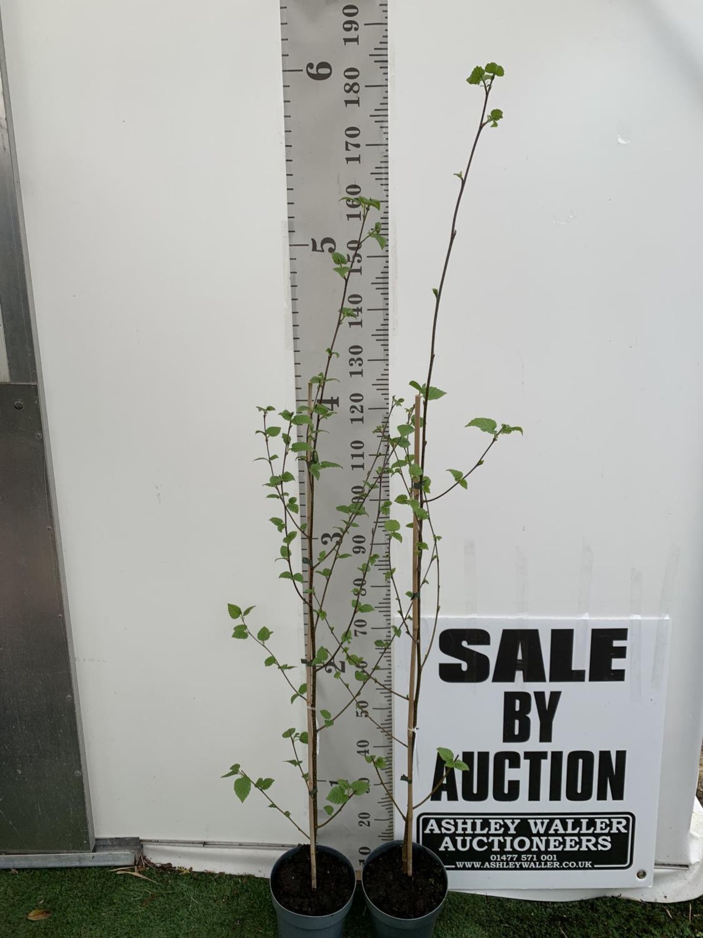 TWO BETULA UTILIS HIMALAYAN BIRCH TREES OVER 160CM IN HEIGHT PLUS VAT IN 3 LTR POTS