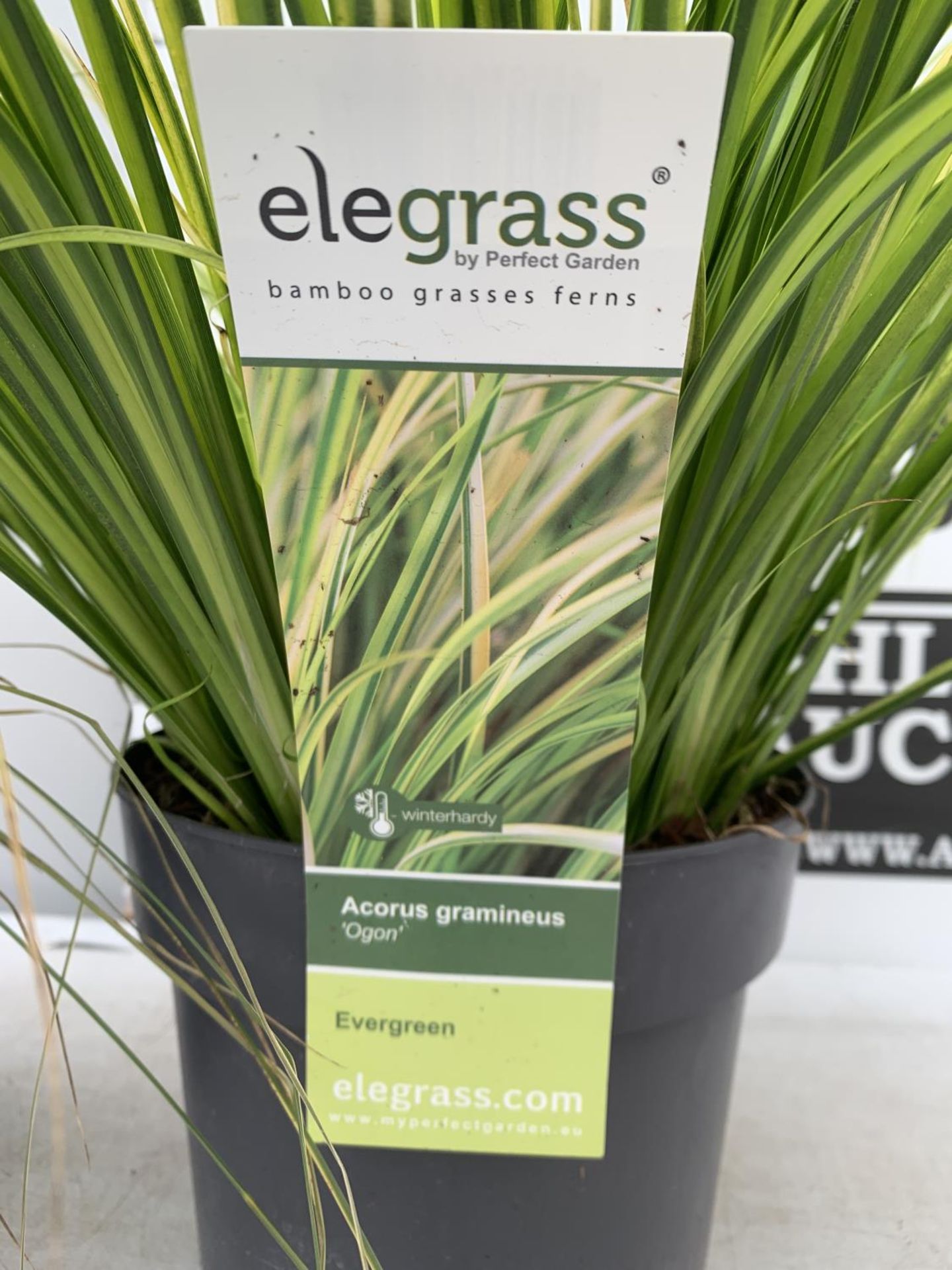 TWO HARDY ORNAMENTAL GRASSES CORUS GARAMINEUS 'OGON' AND CAREX BRUNNEA 'VARIEGATA' IN 3 LTR POTS - Image 5 of 8