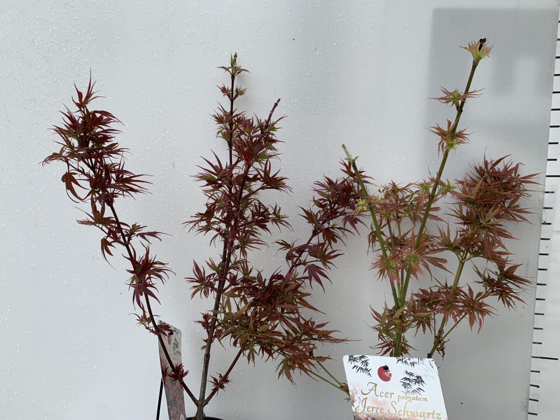 TWO ACER PALMATUMS 'SHAINA' AND 'JERRE SCHWARTZ' APPROX 80CM IN HEIGHT IN 3 LTR POTS PLUS VAT TO - Image 8 of 11