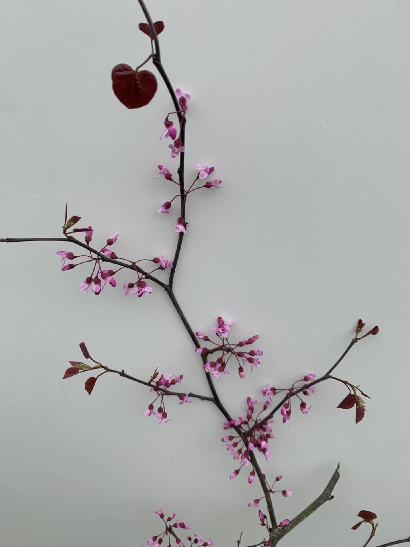 A CERCIS CANADENSIS CANADIAN REDBUD TREE IN PINK FLOWER OVER 2 METRES IN HEIGHT PLUS VAT IN A 7 - Bild 7 aus 8
