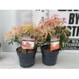 TWO PIERIS JAPONICA 'FLAMING SILVER' AND 'FOREST FLAME' IN 3 LTR POTS 45CM TALL PLUS VAT TO BE