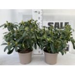 TWO LARGE RHODODENDRONS LIBRETTO PURPLE IN 7.5 LTR POTS APPROX 70CM IN HEIGHT PLUS VAT TO BE SOLD