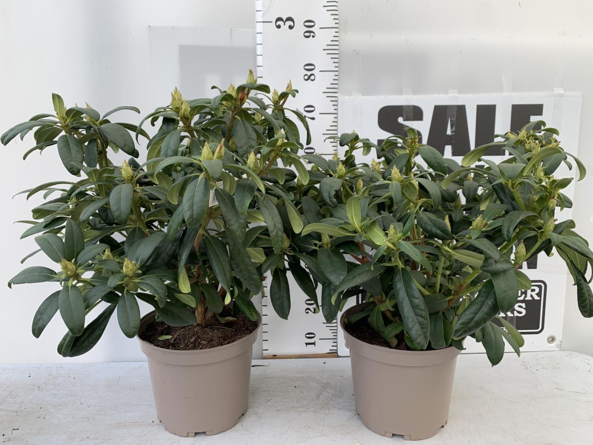TWO LARGE RHODODENDRONS LIBRETTO PURPLE IN 7.5 LTR POTS APPROX 70CM IN HEIGHT PLUS VAT TO BE SOLD