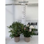 TWO LARGE RHODODENDRONS CUNNINGHAM'S WHITE IN 7.5 LTR POTS APPROX 70CM IN HEIGHT PLUS VAT TO BE SOLD