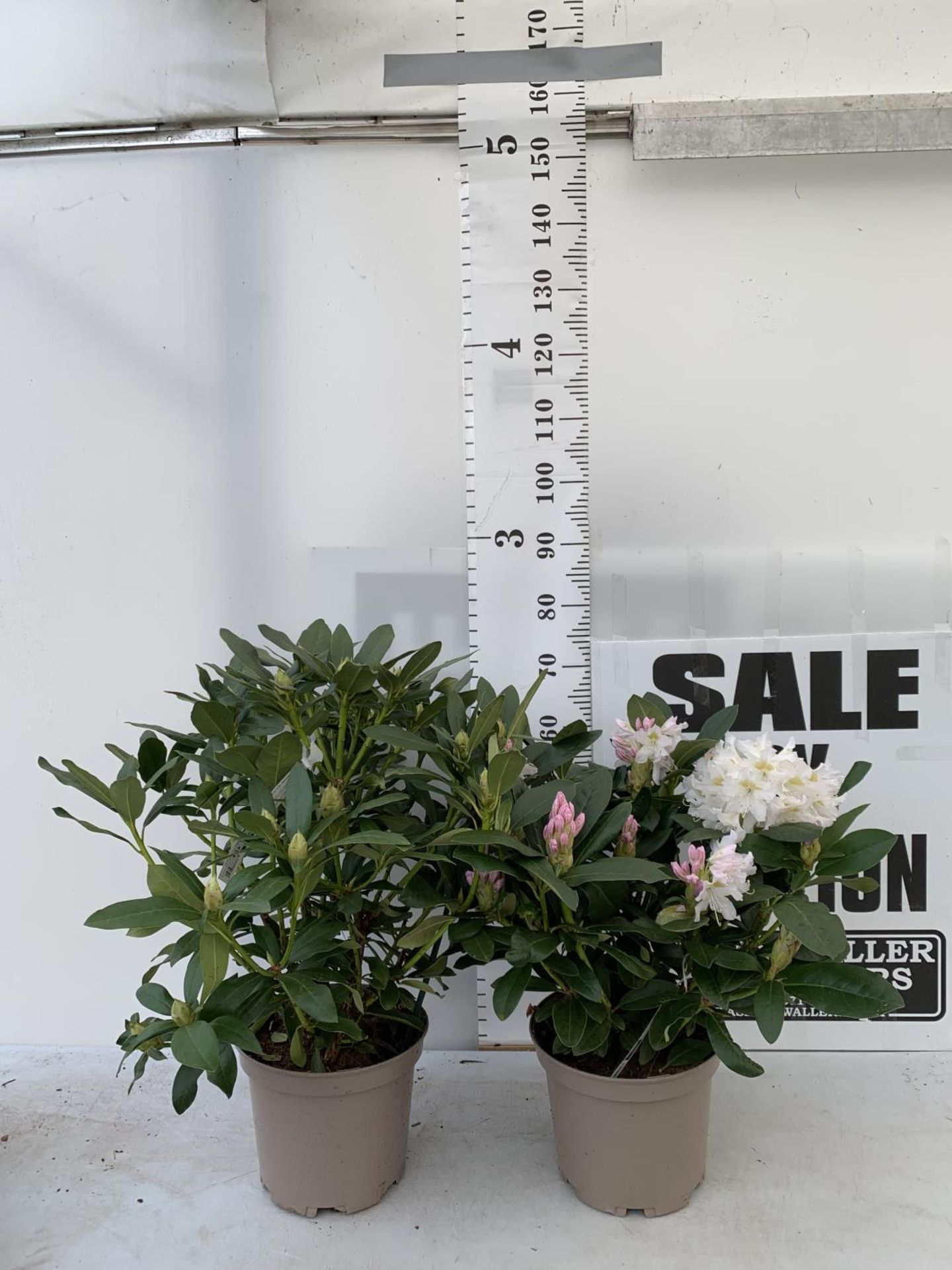 TWO LARGE RHODODENDRONS CUNNINGHAM'S WHITE IN 7.5 LTR POTS APPROX 70CM IN HEIGHT PLUS VAT TO BE SOLD