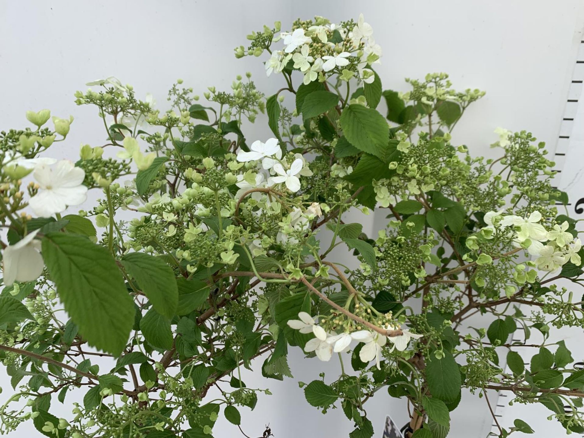 TWO VIBURNUM PLICATUM 'WATANABE' STANDARD TREES APPROX 120CM IN HEIGHT IN 3LTR POTS PLUS VAT TO BE - Bild 4 aus 5