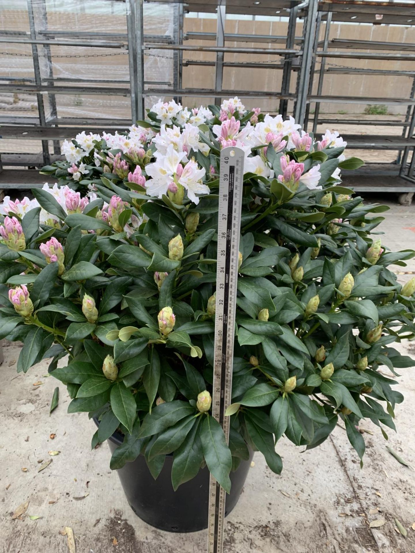 TWO LARGE RHODODENDRON CUNNINGHAMS WHITE HEIGHT 120CM WIDTH 100CM + TO BE SOLD FOR THE TWO PLUS VAT - Image 9 of 10