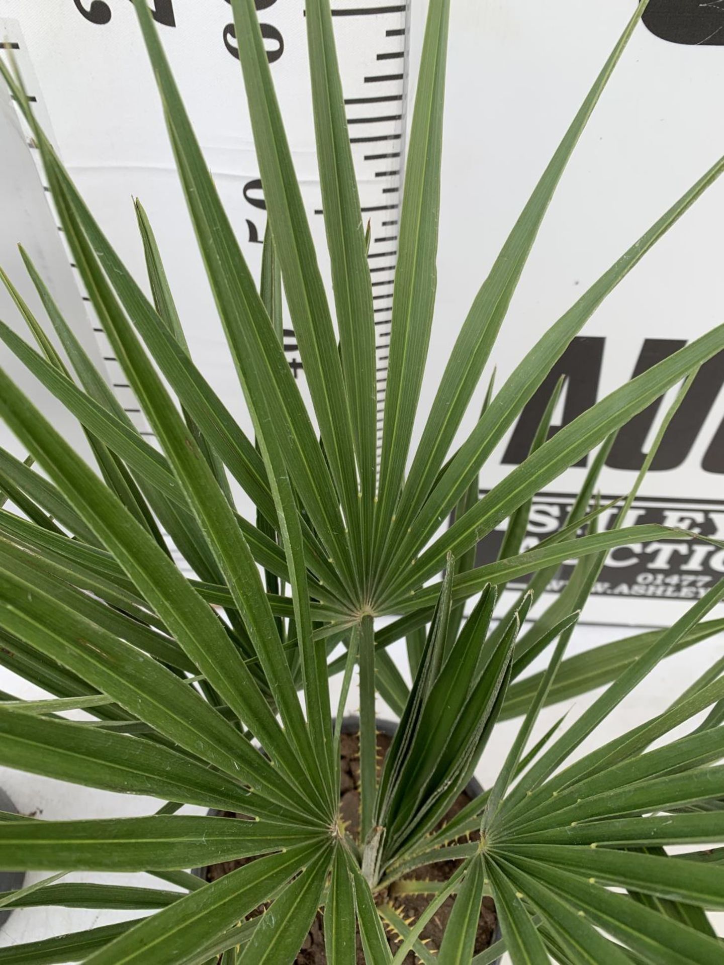 TWO CHAMAEROPS HUMILIS HARDY IN 3 LTR POTS APPROX 70CM IN HEIGHT PLUS VAT TO BE SOLD FOR THE TWO - Bild 5 aus 6