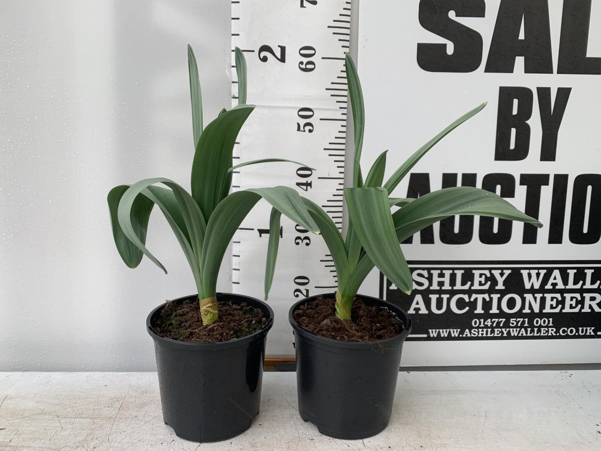 TWO ALLIUMS 'MOUNT EVEREST' IN A 3 LTR POT APPROX 60CM IN HEIGHT PLUS VAT TO BE SOLD FOR THE TWO - Image 2 of 5