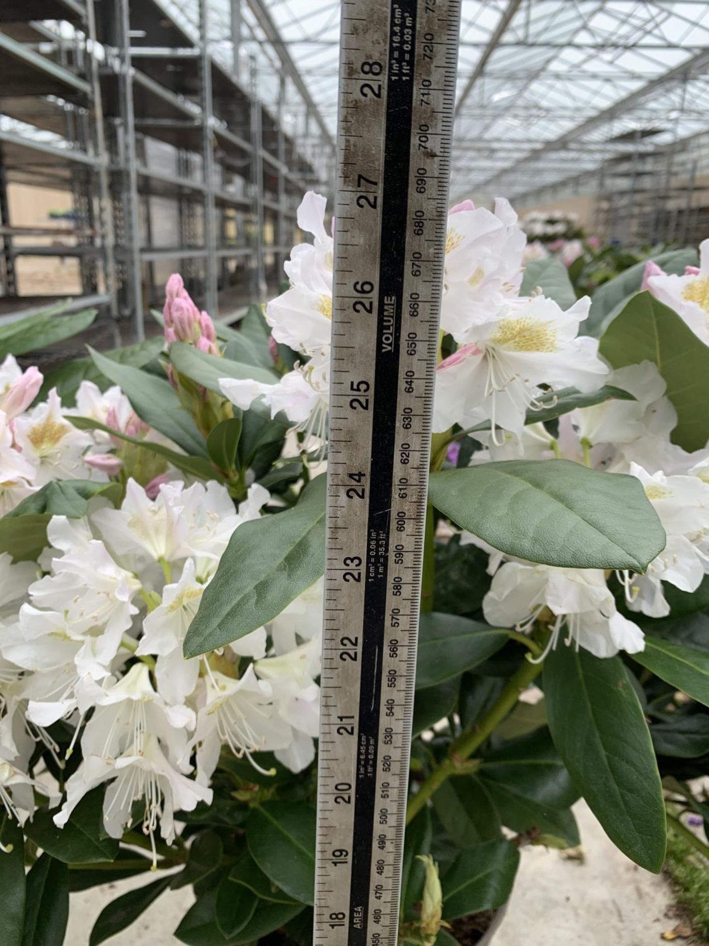 THREE RHODODENDRON CUNNINGHAMS WHITE 7.5 LTR POTS HEIGHT 70-80 CM TO BE SOLD FOR THE THREE PLUS VAT - Image 5 of 5