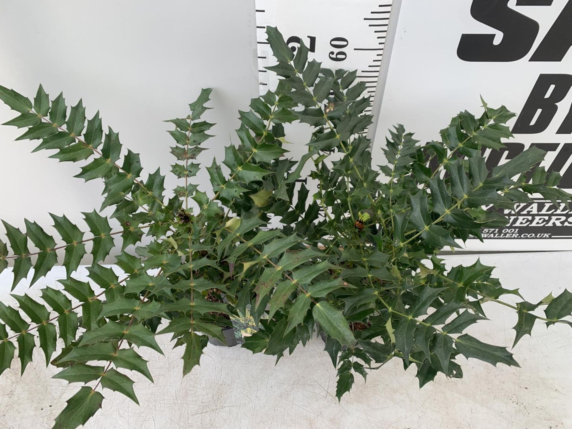 TWO MAHONIA MEDIA 'CHARITY' APPROX 60CM IN HEIGHT IN 2 LTR POTS PLUS VAT TO BE SOLD FOR THE TWO - Image 2 of 4