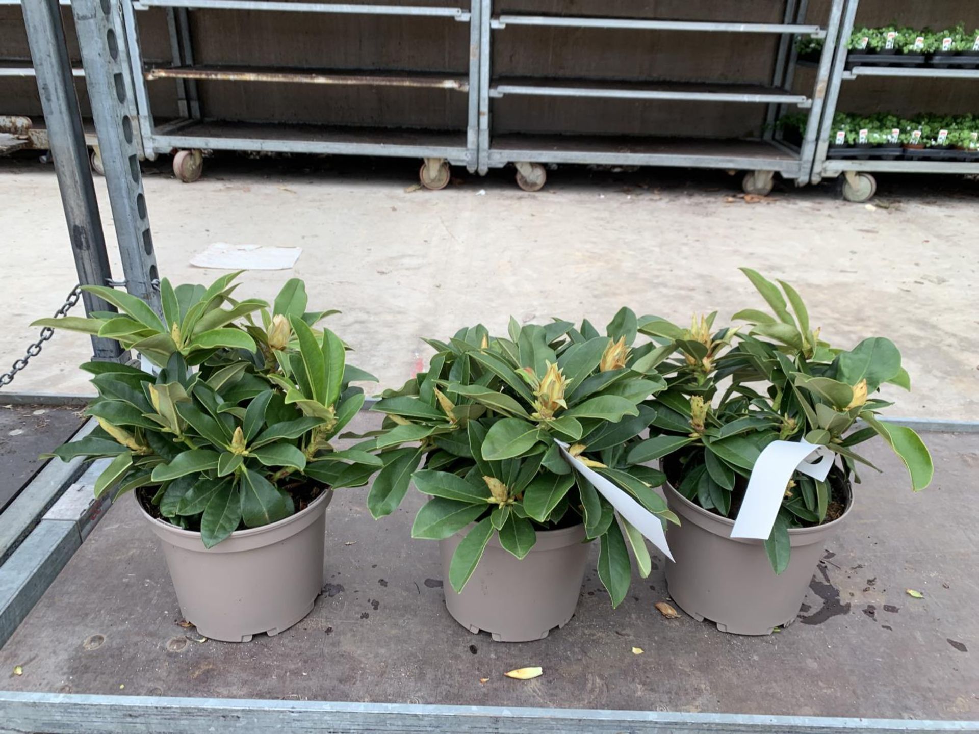 THREE RHODODENDRON GOLDEN TORCH IN 3 LTR POTS HEIGHT 30CM TO BE SOLD FOR THE THREE PLUS VAT