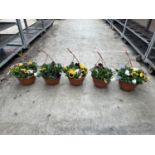 FIVE PANSY HANGING BASKETS TO BE SOLD FOR THE FIVE PLUS VAT