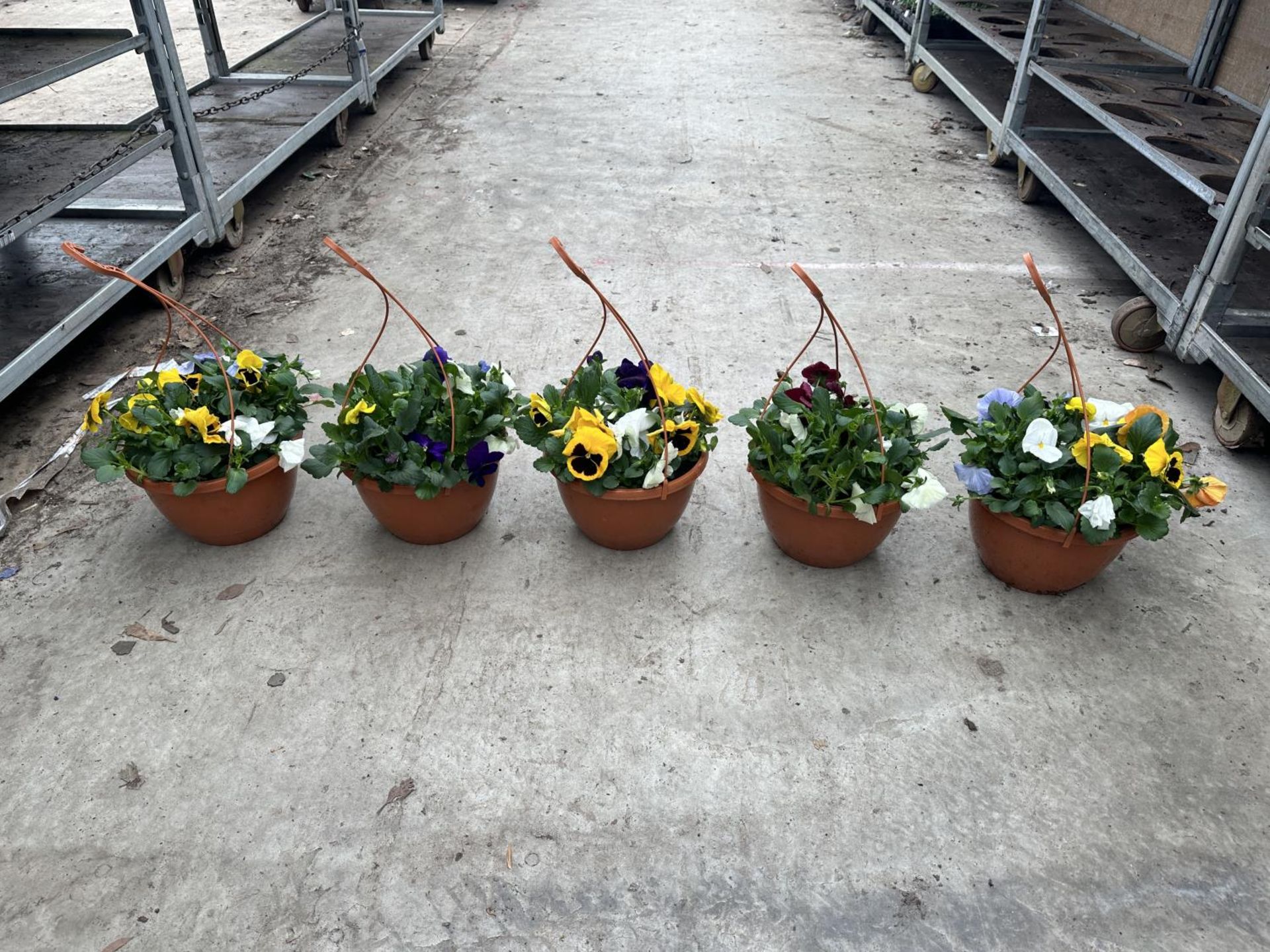 FIVE PANSY HANGING BASKETS TO BE SOLD FOR THE FIVE PLUS VAT