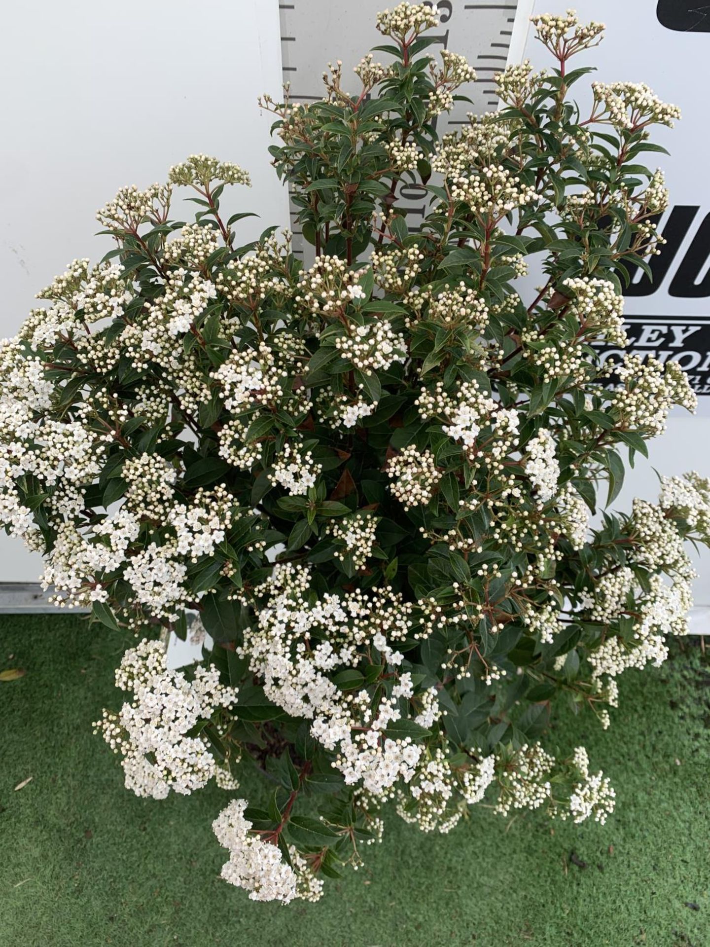 ONE VIBURNUM TINUS STANDARD TREE 'EVE PRICE' APPROX 140CM IN HEIGHT IN A 10 LTR POT PLUS VAT - Image 6 of 7