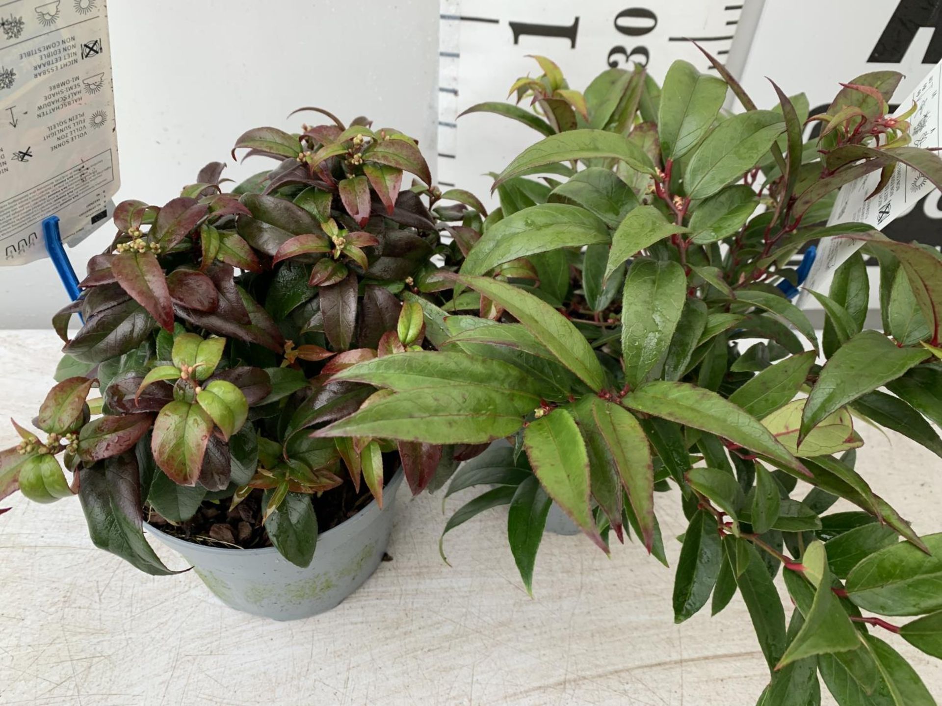 TWO LEUCOTHOE 'ROYAL RUBY' AND 'DARK DIAMOND' IN 2 LTR POTS 35CM TALL PLUS VAT TO BE SOLD FOR THE - Image 2 of 5
