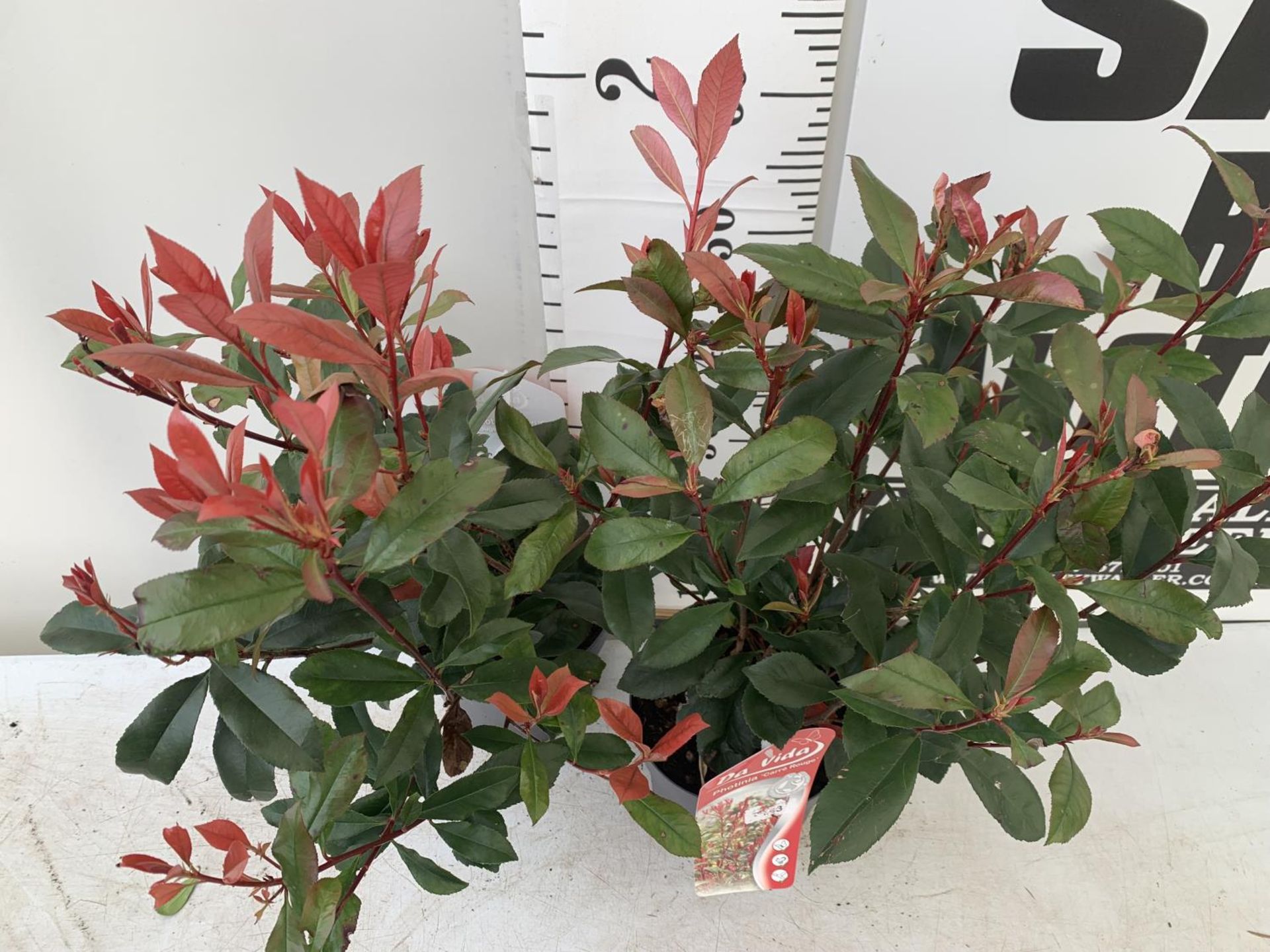TWO PHOTINIA 'CARRE ROUGE' IN 3 LTR POTS APPROX 75CM IN HEIGHT PLUS VAT TO BE SOLD FOR THE TWO - Image 2 of 4