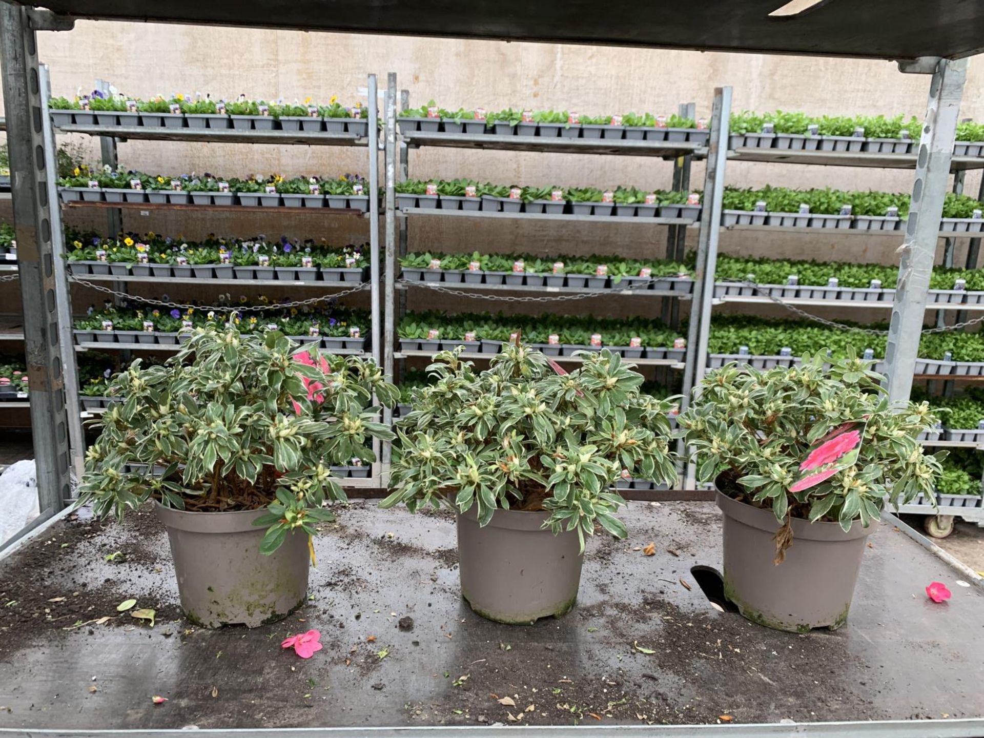 THREE AZALEA JAPONICA SILVER QUEEN VARIEGATA TO BE SOLD FOR THE THREE PLUS VAT - Image 2 of 5