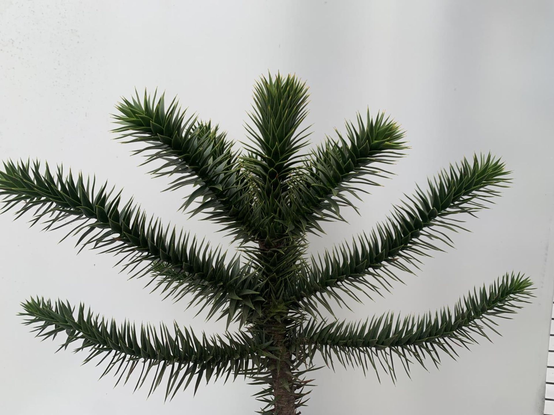 ONE MONKEY PUZZLE TREE ARAUCARIA ARAUCANA APPROX 70CM IN HEIGHT IN A 5 LTR POT PLUS VAT - Image 2 of 5