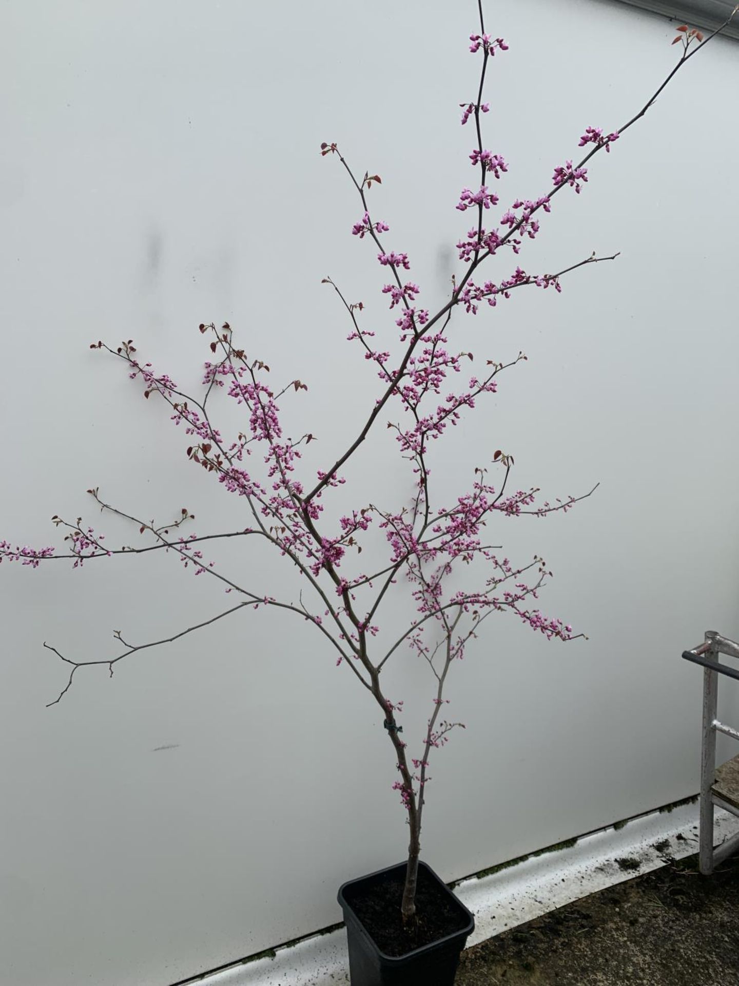 A CERCIS CANADENSIS CANADIAN REDBUD TREE IN PINK FLOWER OVER 2 METRES IN HEIGHT PLUS VAT IN A 7 - Bild 4 aus 8