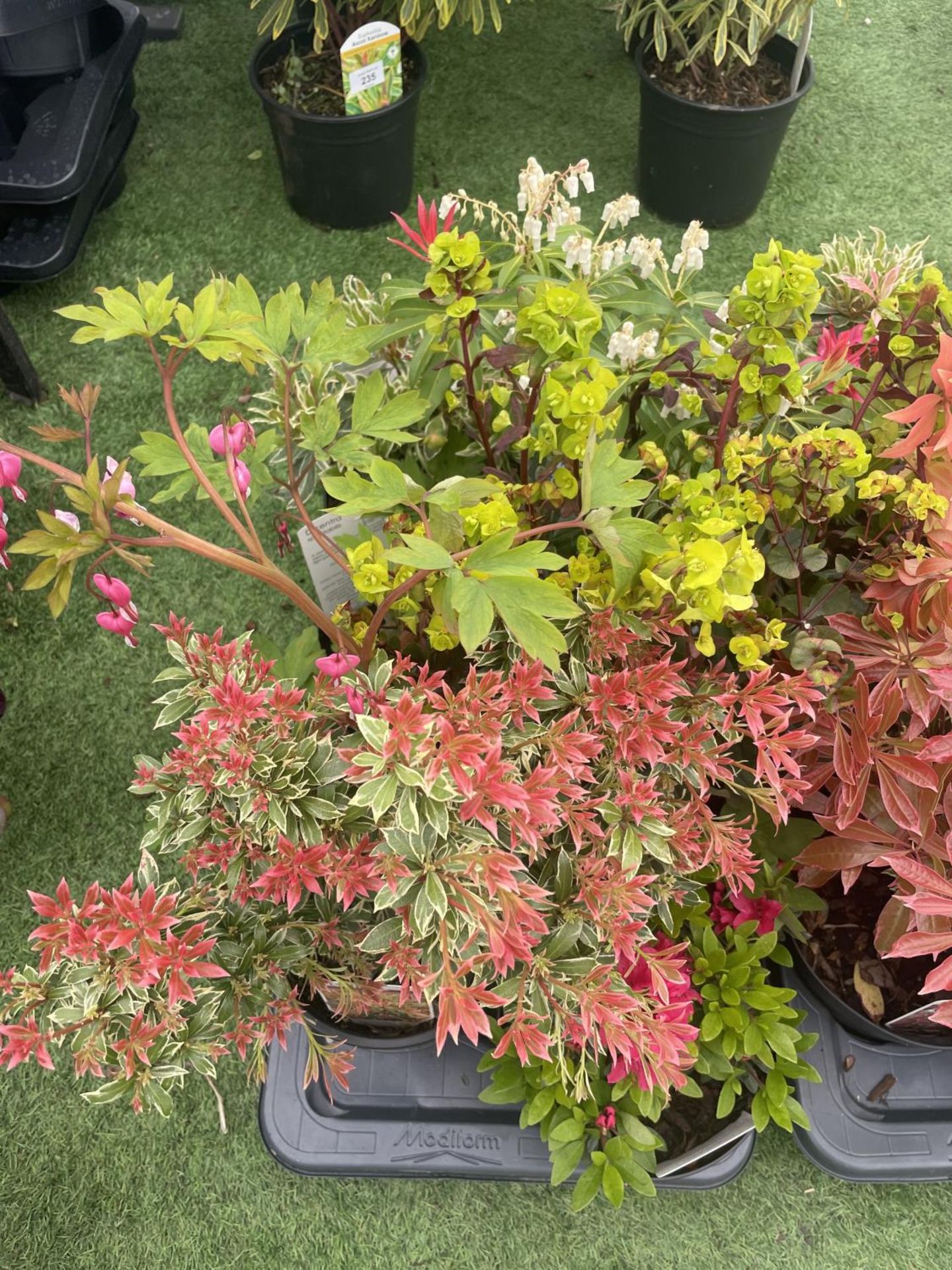 TWELVE MIXED SHRUBS TO INCLUDE AZALEA, DICENTRA, PIERIS ETC TO BE SOLD FOR THE TWELVE PLUS VAT - Image 3 of 5