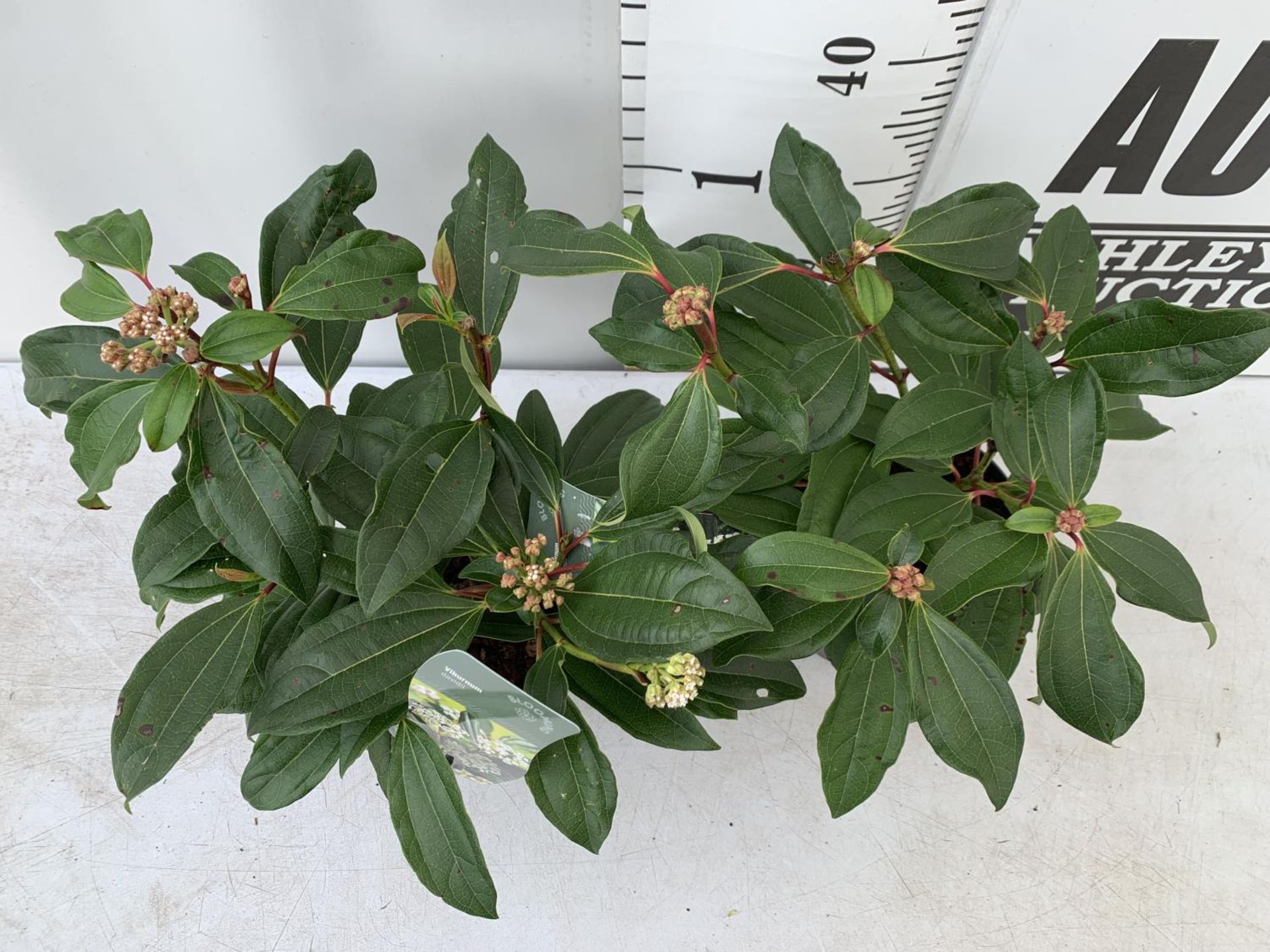 TWO VIBURNUM 'DAVIDII' IN 2LTR POTS APPROX 40CM IN HEIGHT TO BE SOLD FOR THE TWO PLUS VAT - Image 2 of 4