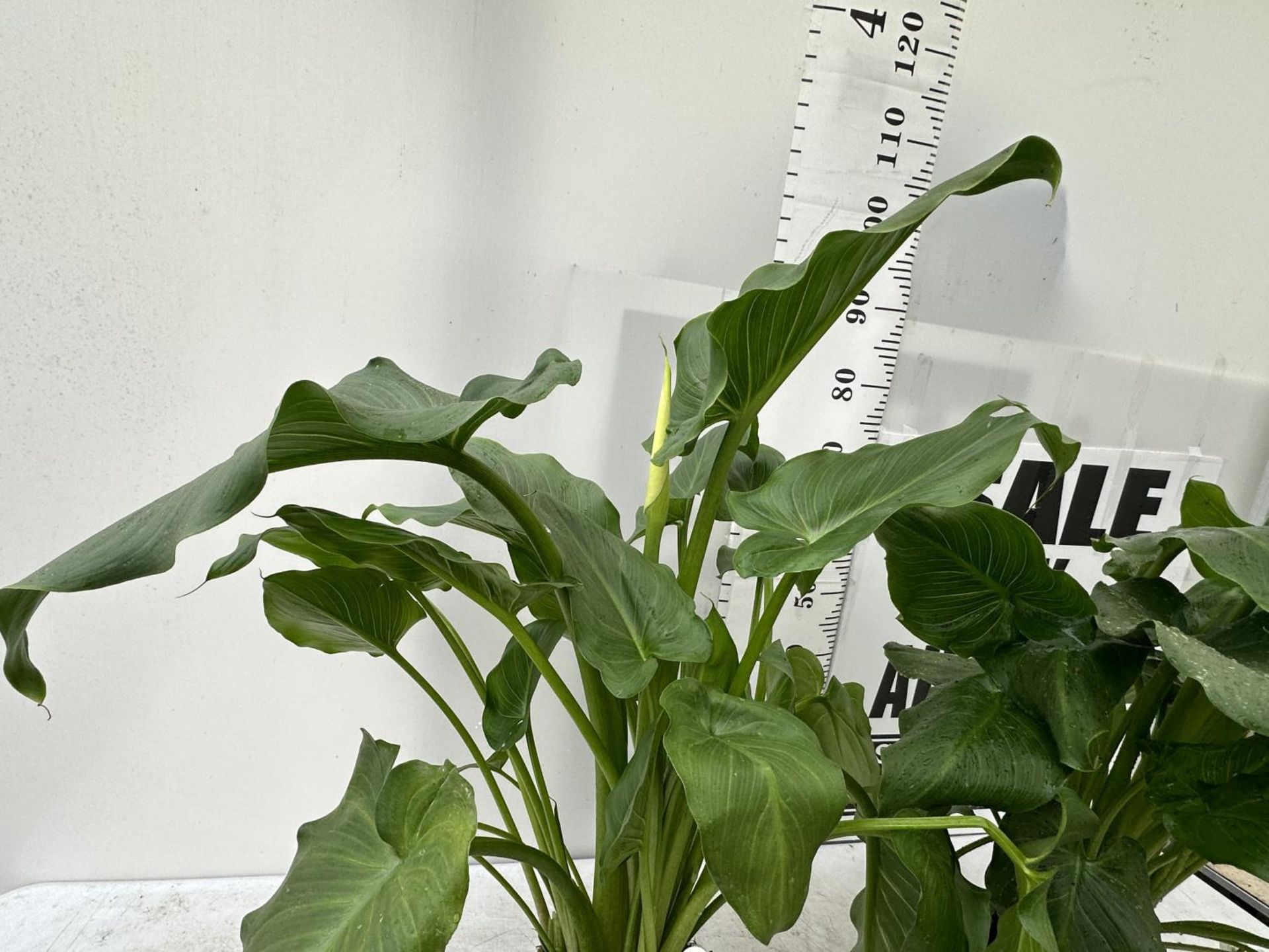 CALLA ZANTEDESCHIA AETHIOPICA NATURAL BEAUTY IN 4 LTR POTS HEIGHT 120CM TO BE SOLD FOR THE TWO - Image 3 of 4