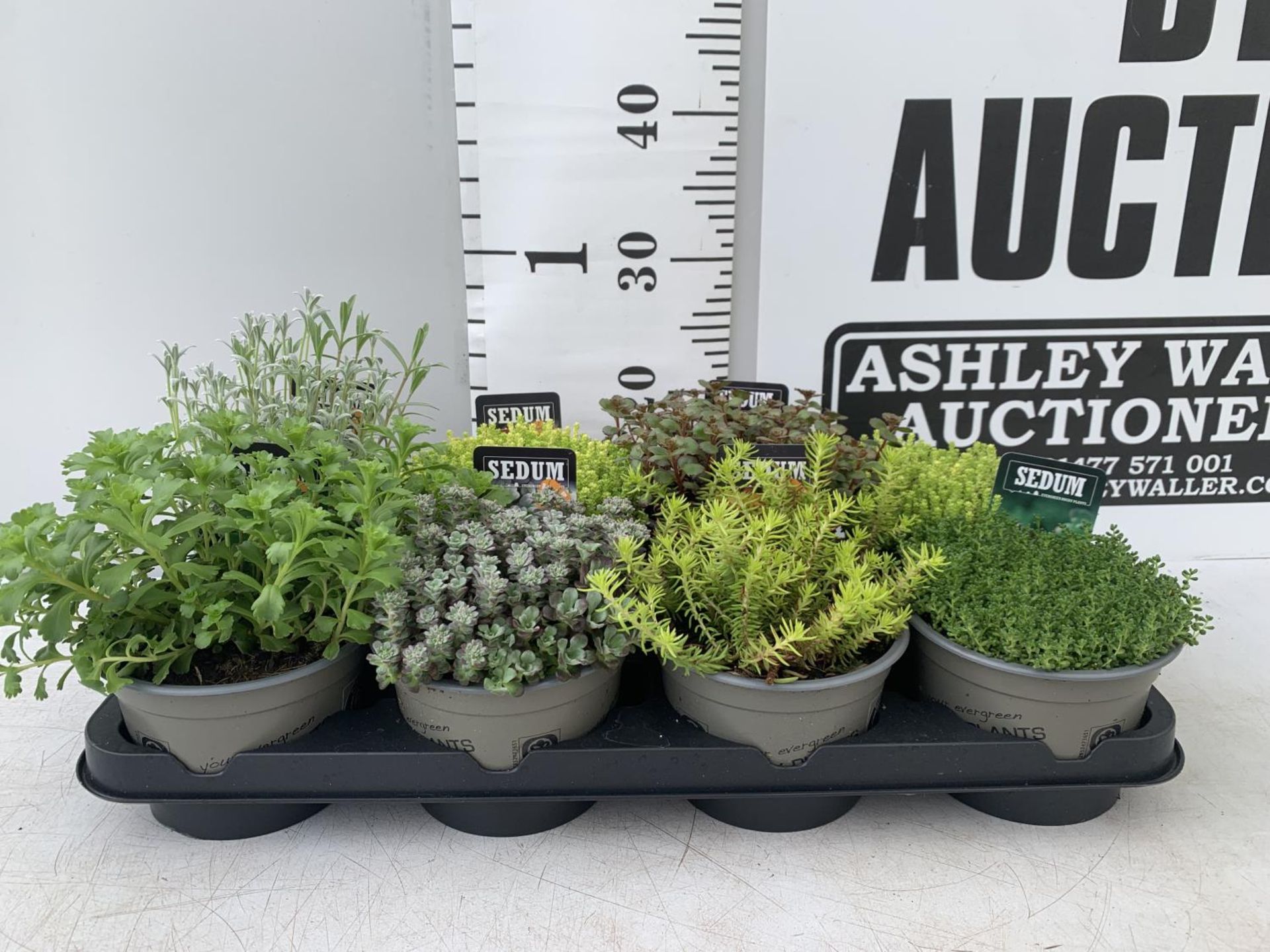 EIGHT MIXED EVERGREEN SEDUMS ON A TRAY IN P14 POTS PLUS VAT TO BE SOLD FOR THE EIGHT - Image 4 of 8