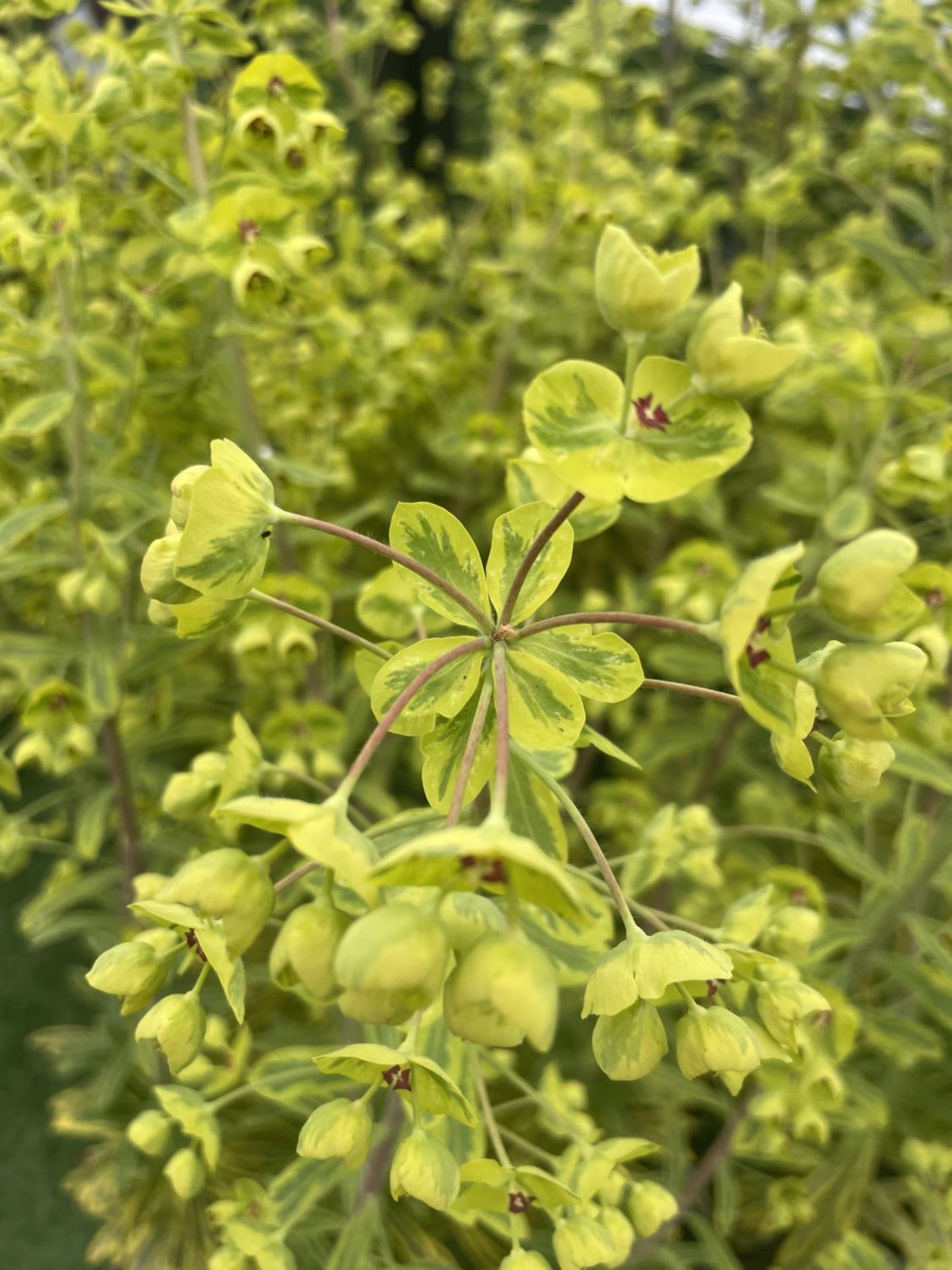 SIX EUPHORBIA ASCOT RAINBOW 80CM TALL TO BE SOLD FOR THE SIX PLUS VAT - Image 3 of 7