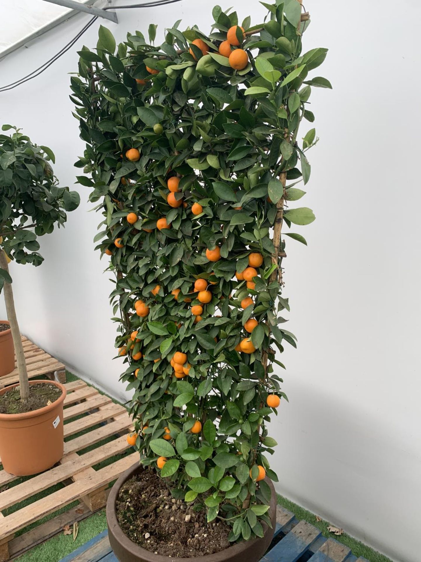 A LARGE CITRUS CALAMONDIN ORANGE TREE WITH FRUIT ON A TRELLIS FRAME 170CM TALL IN A 40 LITRE POT - Image 8 of 8