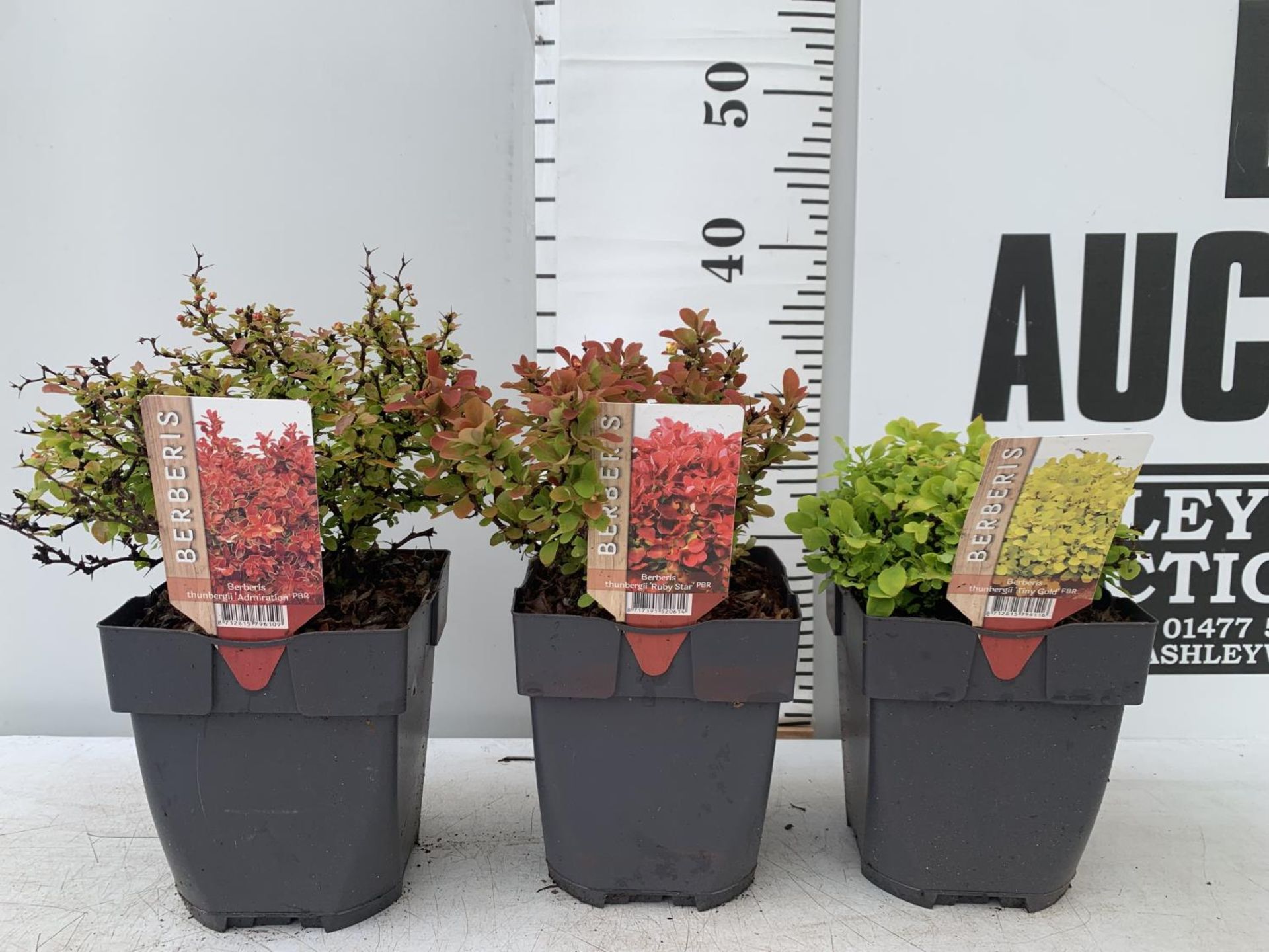 THREE ASSORTED BERBERIS THUNBERGII IN 2 LTR POTS PLUS VAT APPROX 30CM IN HEIGHT