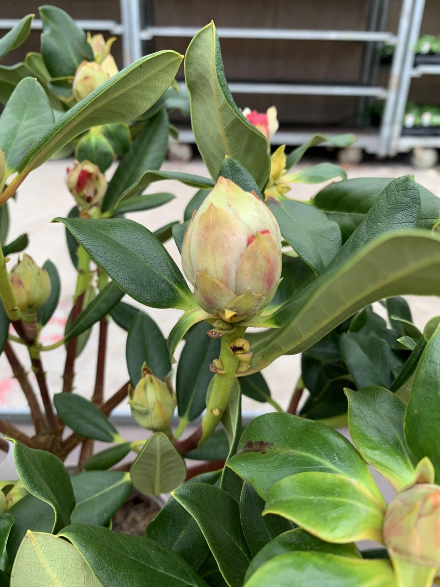 THREE RHODODENDRON NANCY EVANS IN 3 LTR POTS HEIGHT 50CM TO BE SOLD FOR THE THREE PLUS VAT - Image 3 of 6