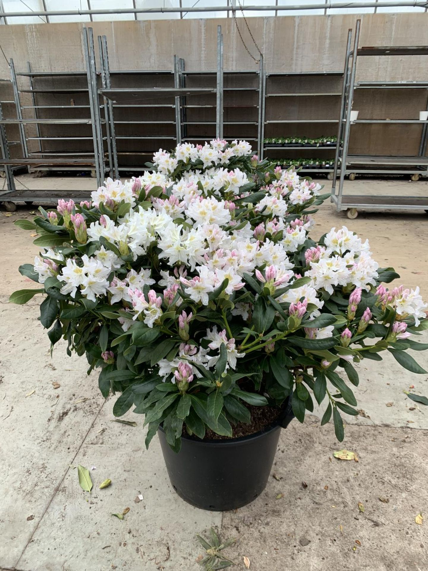 TWO LARGE RHODODENDRON CUNNINGHAMS WHITE HEIGHT 120CM WIDTH 100CM + TO BE SOLD FOR THE TWO PLUS VAT - Image 3 of 10
