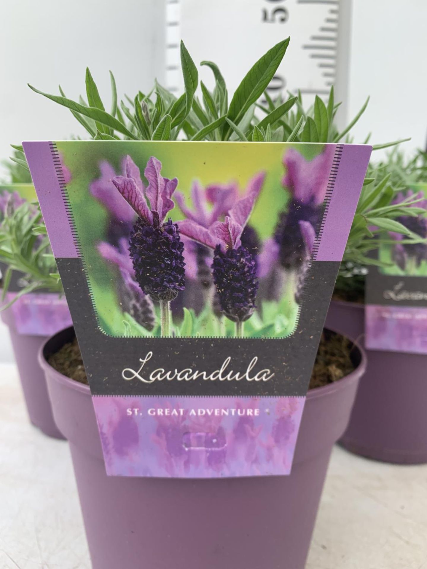 THREE LAVENDER PLANTS IN 2 LTR POTS APPROX 25CM IN HEIGHT PLUS VAT TO BE SOLD FOR THE THREE - Image 5 of 6