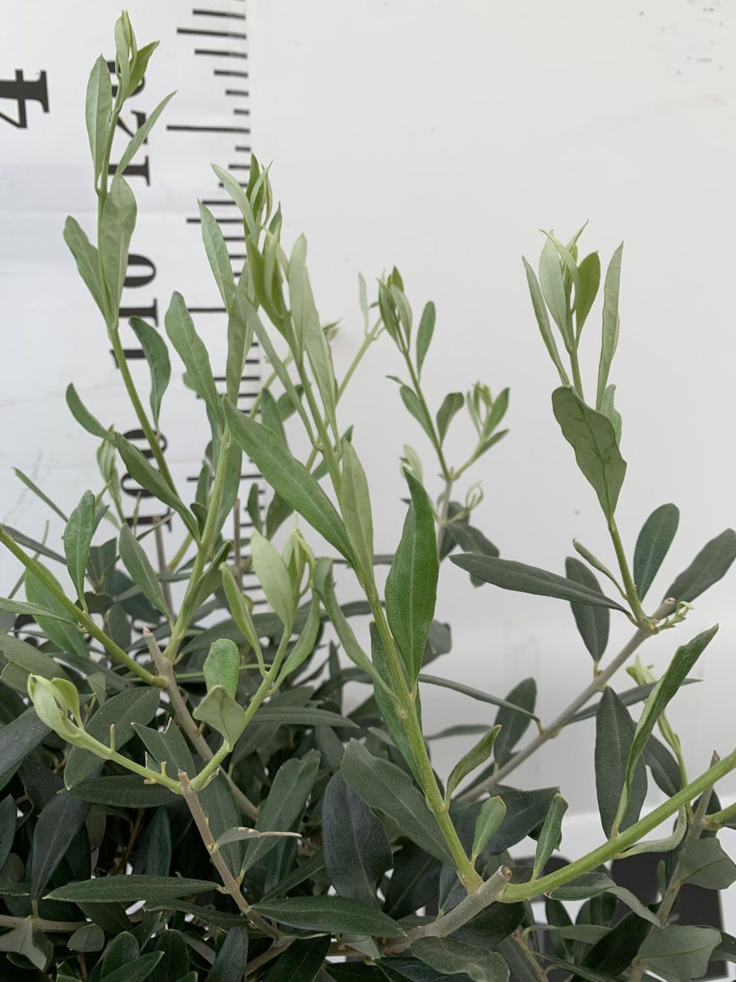 TWO OLIVE EUROPEA STANDARD TREES APPROX 120CM IN HEIGHT IN 3LTR POTS NO VAT TO BE SOLD FOR THE TWO - Image 3 of 4