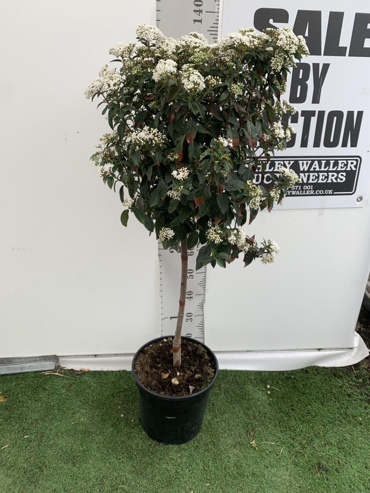 ONE VIBURNUM TINUS STANDARD TREE 'EVE PRICE' APPROX 130CM IN HEIGHT IN A 10 LTR POT PLUS VAT